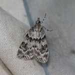 63.063 - Scoparia basistrigalis