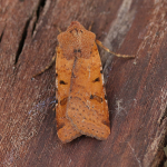 73.186 - Beaded Chestnut