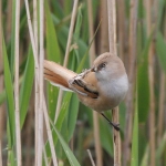 Bearded Tit