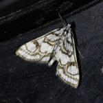 63.118 - Nymphula nitidulata