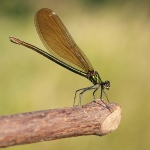 Beautiful Demoiselle