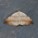72.069 - Beautiful Hook-tip