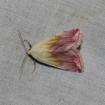 72.074 - Beautiful Marbled