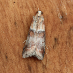 62.034 - Acrobasis repandana