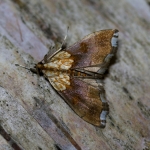63.041 - Agrotera nemoralis