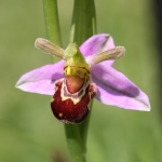 Bee Orchid