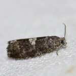 49.366 - Pammene obscurana