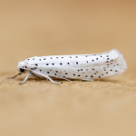 16.001 - Yponomeuta evonymella