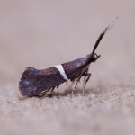 18.007 - Eidophasia messingiella