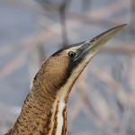 Bittern