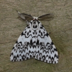72.010 - Black Arches