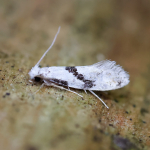 12.021 - Nemapogon clematella