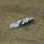 Gelechiidae