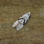 35.160 - Stenolechia gemmella