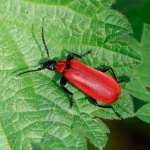 Black-headed Cardinal Beetle