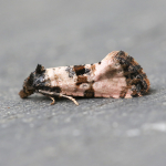 49.139 - Cochylichroa atricapitana
