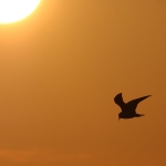Gulls