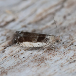 49.249 - Epinotia ramella