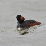 Black-necked Grebe