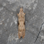 35.018 - Hypatima rhomboidella