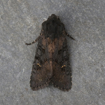 73.233 - Black Rustic