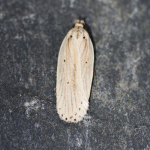 32.028 - Agonopterix pallorella