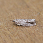 49.237 - Epinotia signatana