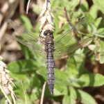 Black-tailed Skimmer