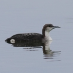 Black-throated Diver