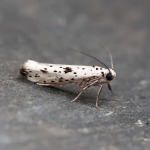 16.007 - Yponomeuta plumbella