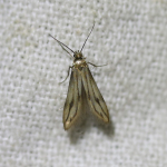 Schreckensteiniidae