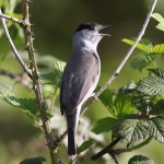 Blackcap