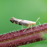 20.018 - Argyresthia spinosella