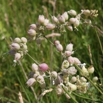 Bladder Campion