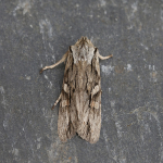 73.206 - Blair's Shoulder-knot