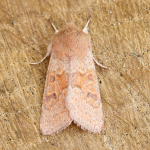 73.243 - Blossom Underwing