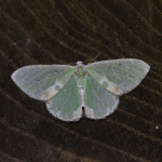 70.300 - Blotched Emerald