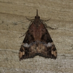 72.006 - Bloxworth Snout