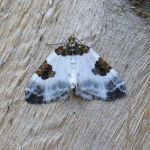70.084 - Blue-bordered Carpet