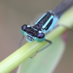 Blue-tailed Damselfly