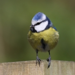 Tits
