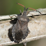 Boat Bug