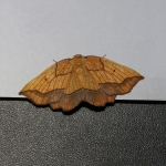 70.227 - Bordered Beauty