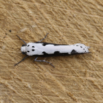 33.006 - Ethmia bipunctella