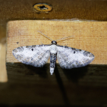 70.188 - Bordered Pug