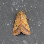 73.070 - Bordered Sallow