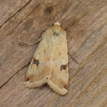 73.074 - Bordered Straw
