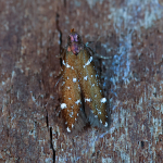 35.064 - Argolamprotes micella