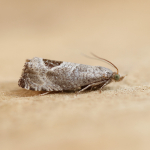 49.294 - Notocelia uddmanniana
