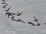 Brent Goose